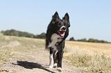 BORDER COLLIE 148